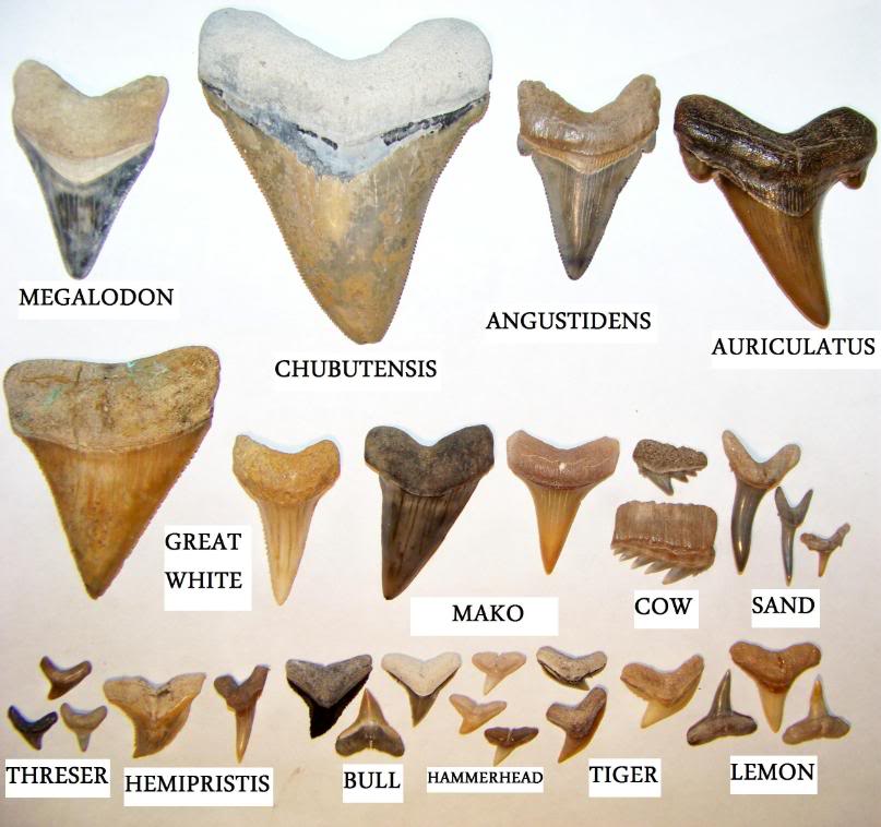 shark-teeth-id-chart.jpg