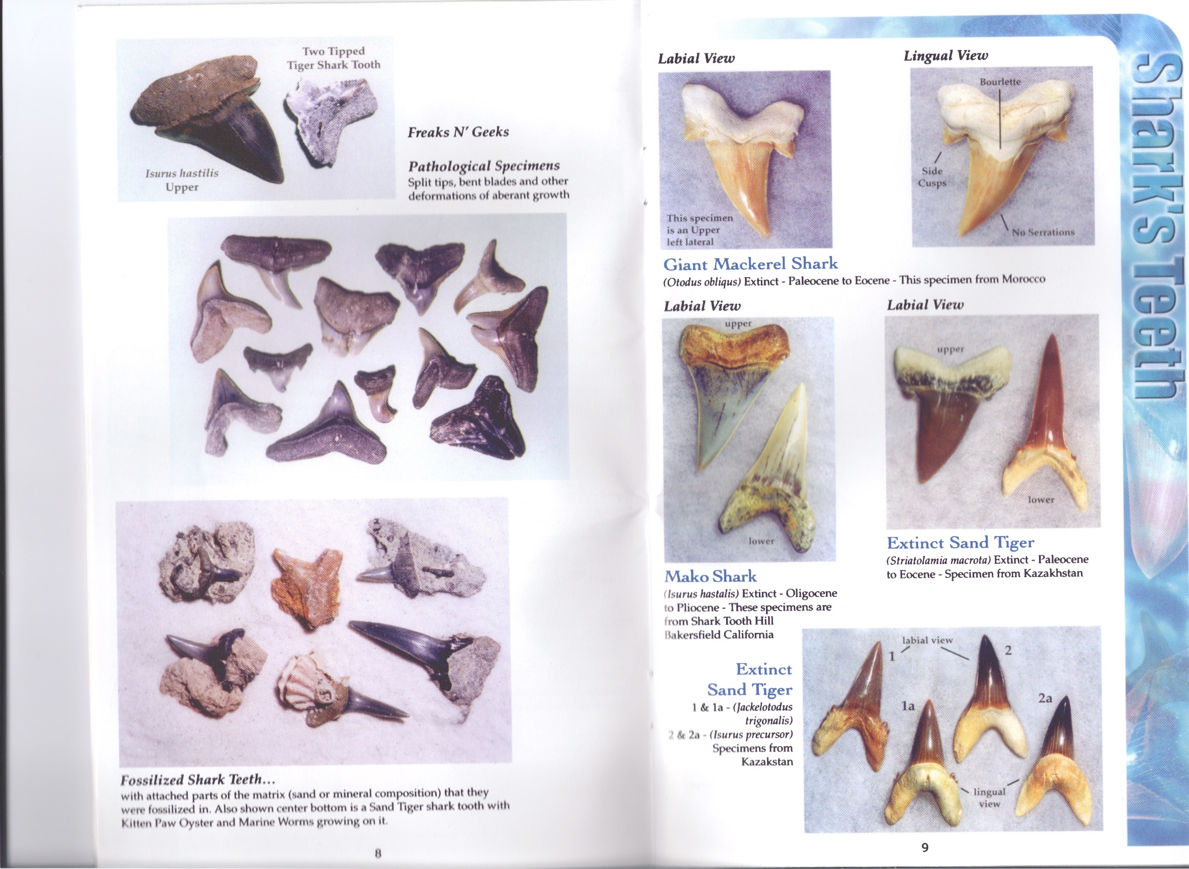 Florida Shark Teeth Identification Chart
