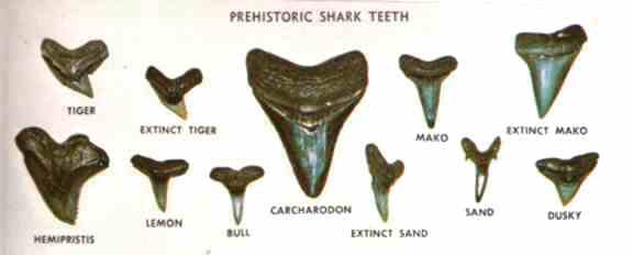 Florida Shark Teeth Identification Chart