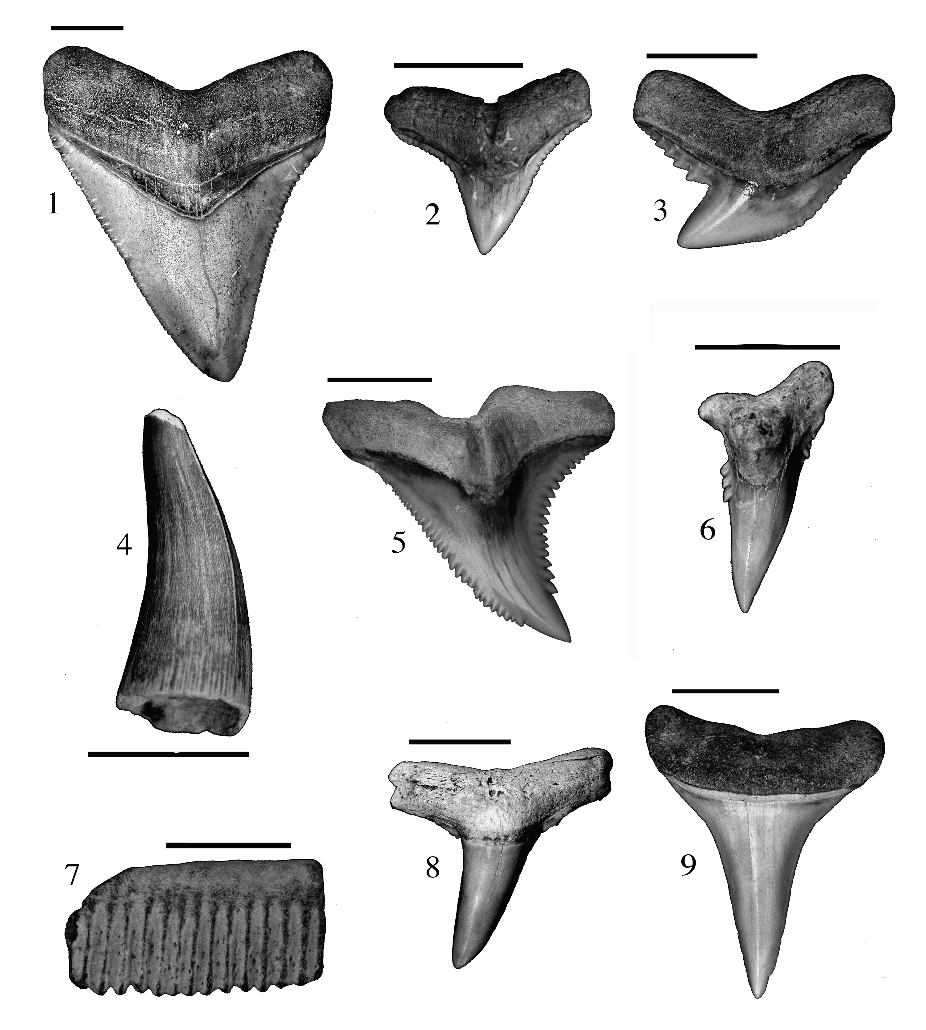 Fossil Shark Teeth Chart