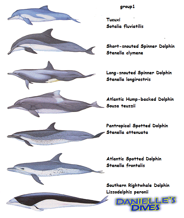 Dolphin Size Chart