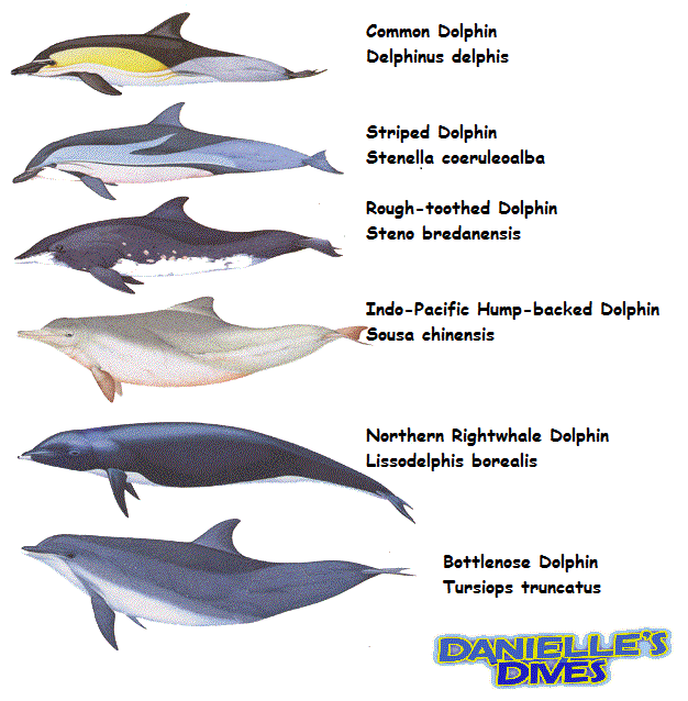 Dolphin Size Chart
