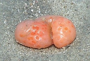 Colonial tunicate found by Sunset Beach 